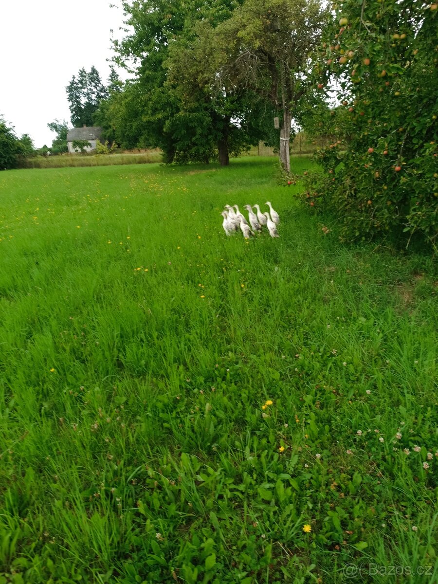 Indický běžec