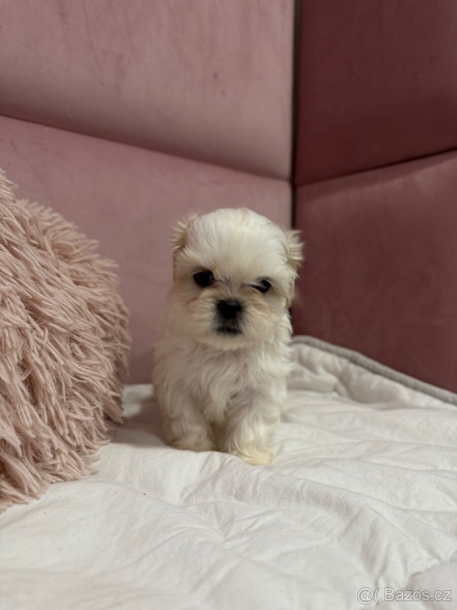 Shih tzu s PP, shih-tzu, Shi tzu, si cu, si tzu