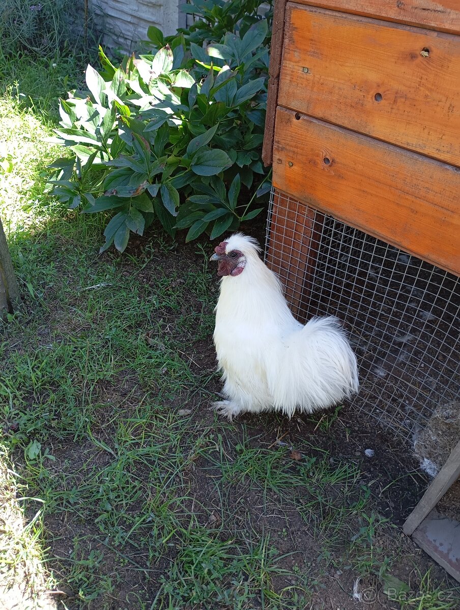 Hedvabničky