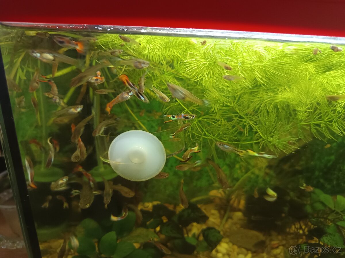 Růžkatec ,egeria densa, paví očka