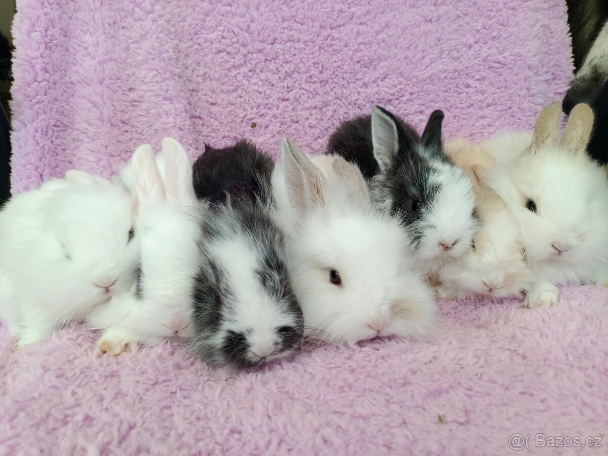 Anglická angora