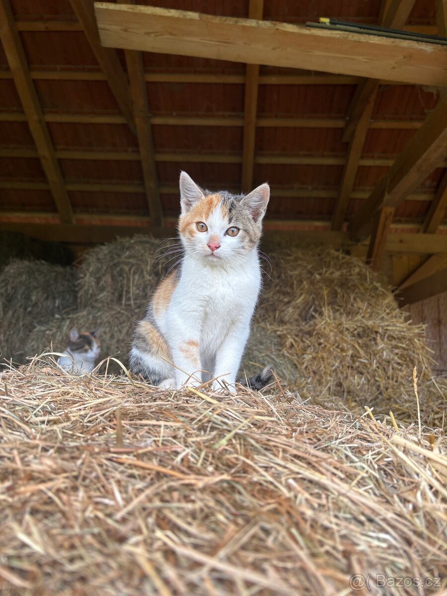 Daruji kotě - kočičku