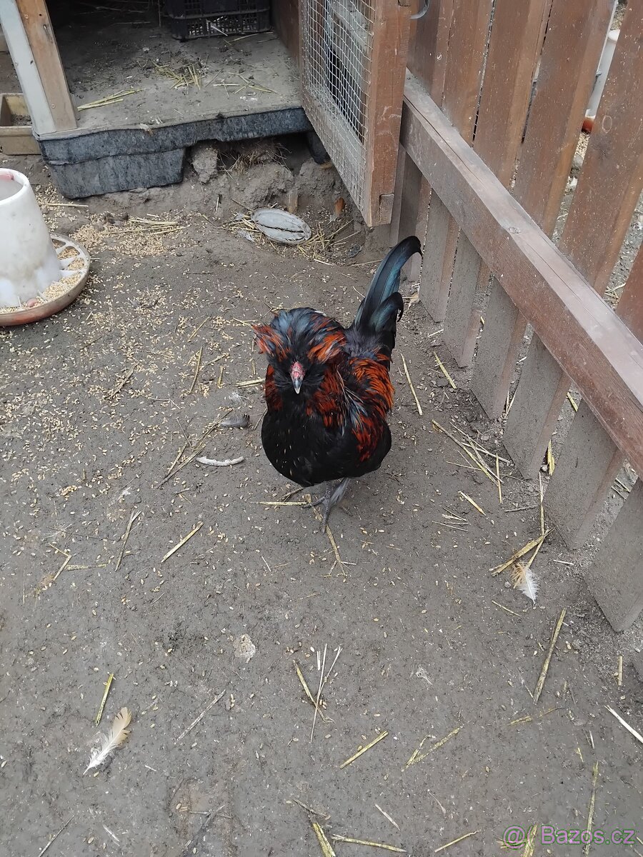 Kohout paduánky