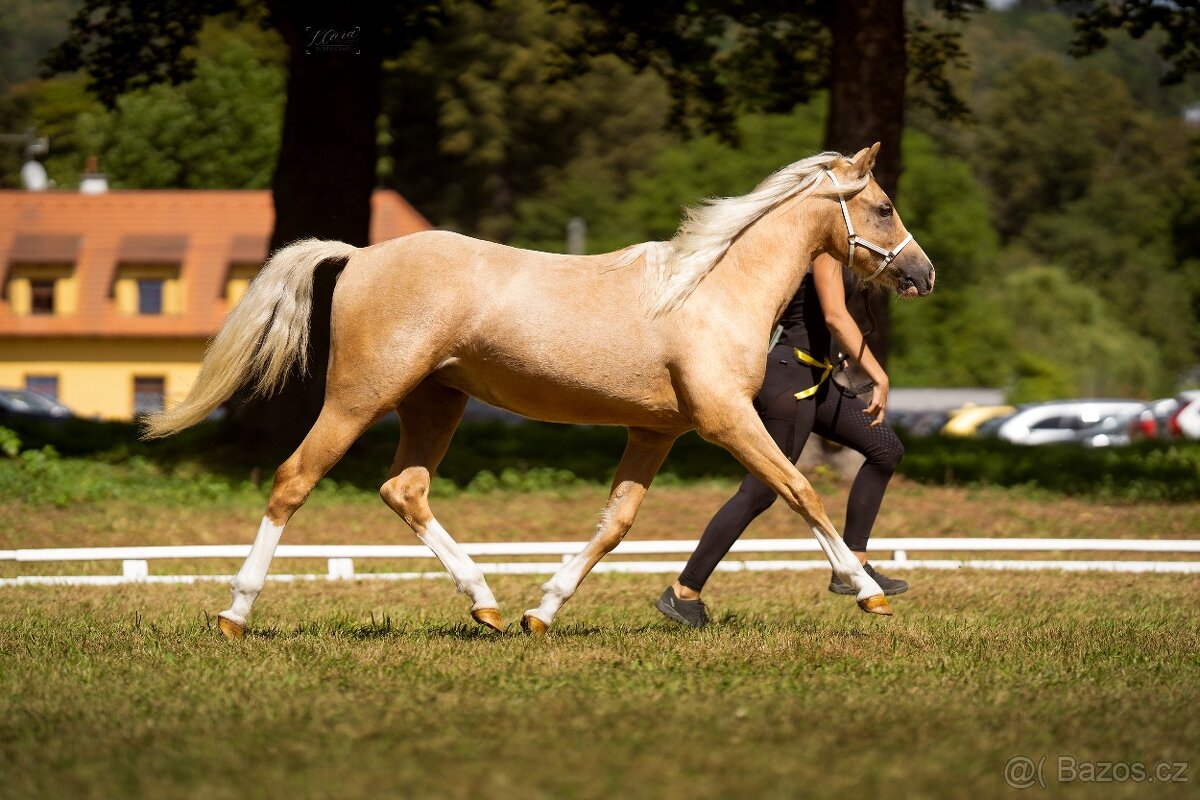 Prodám klisnu welsh pony, sekce B.