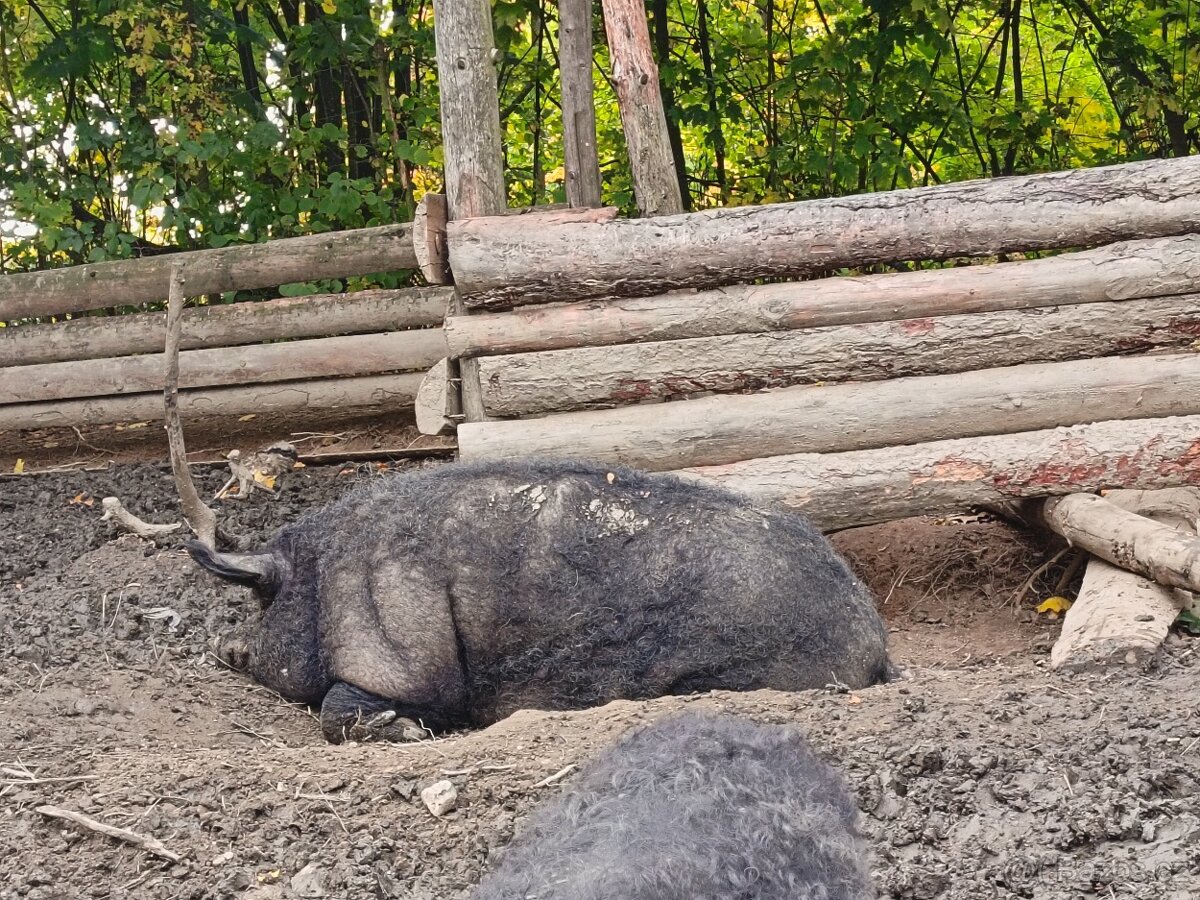 Maďarská mangalice