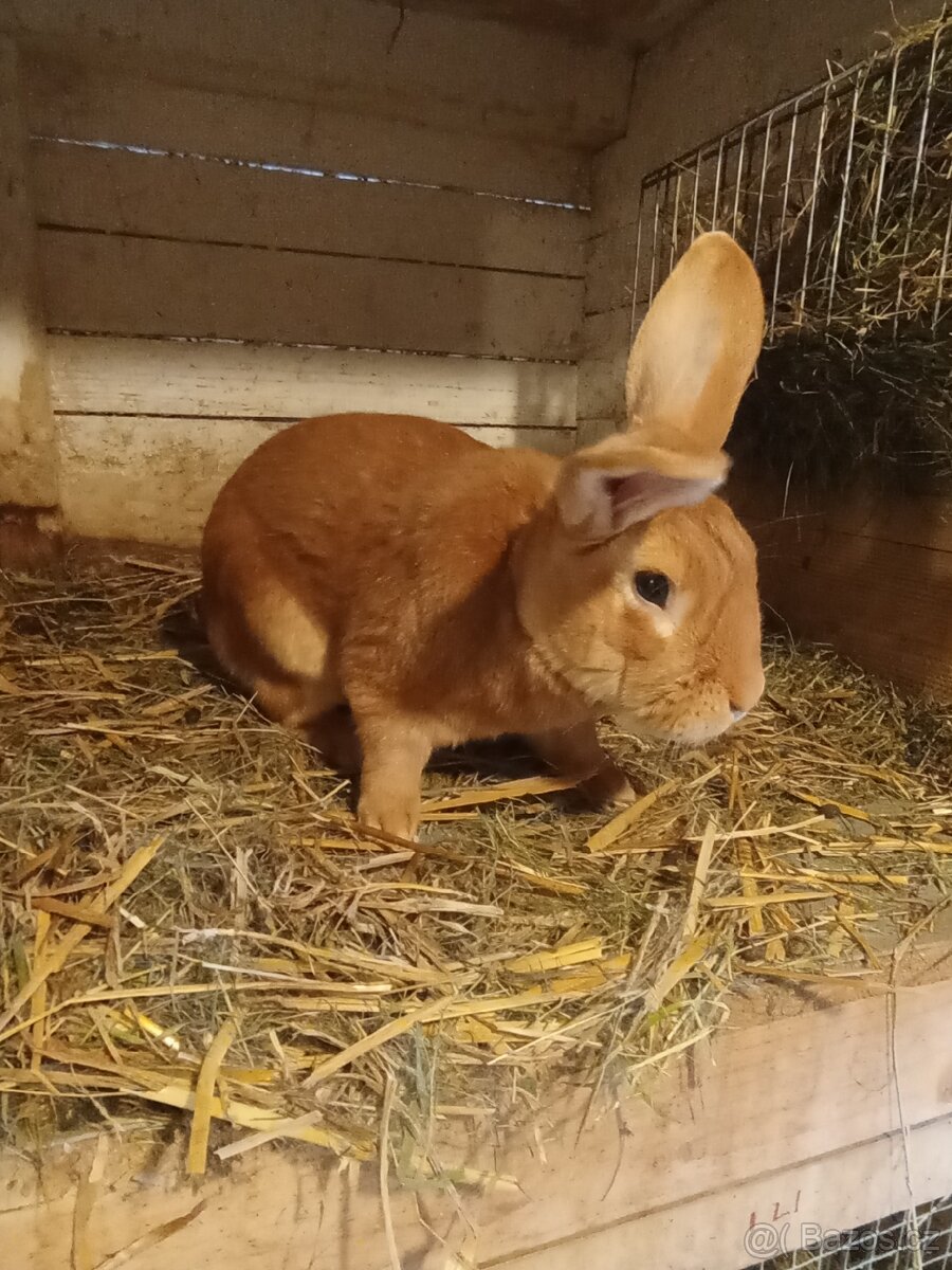 Burgundský králík
