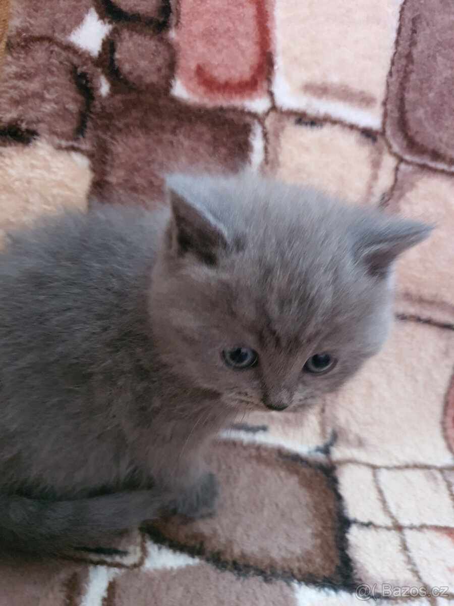 Prodám kotata