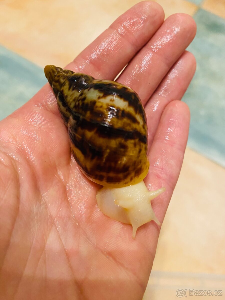 Africký šnek mláďata