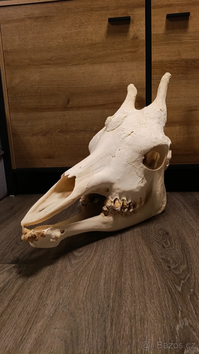 Žirafa Rothschildova - trofej, lebka