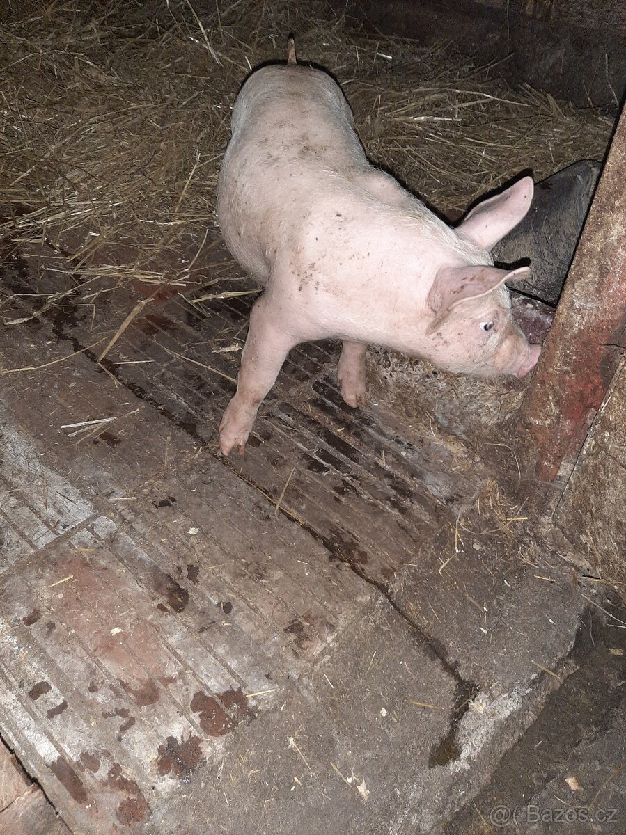 Koupim Selata na vykrm