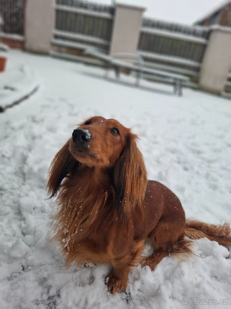 dlouhosrstý trpasličí jezevčík na krytí