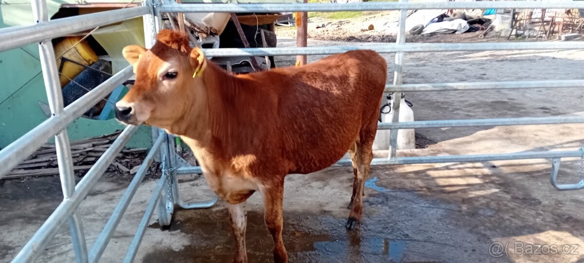Prodám Jersey jalovici