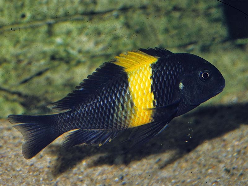 Tropheus Kiriza