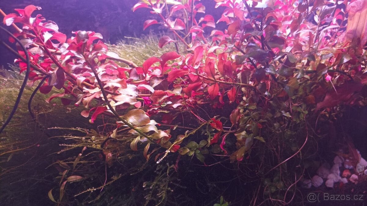 Ludwigia repens a jávský mech za vaši cenu