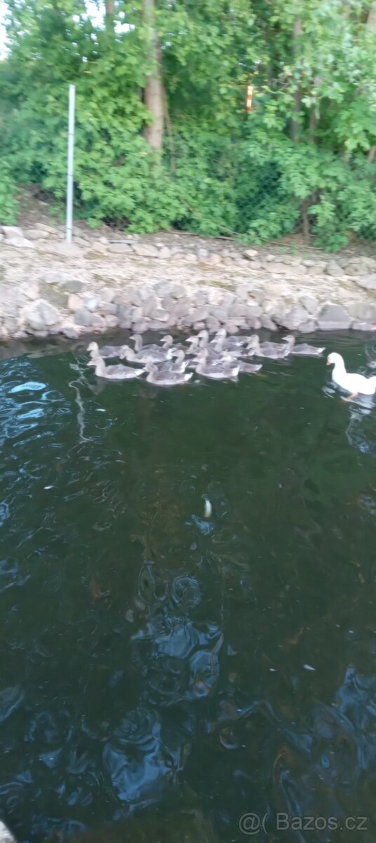 Prodám Husa divoká