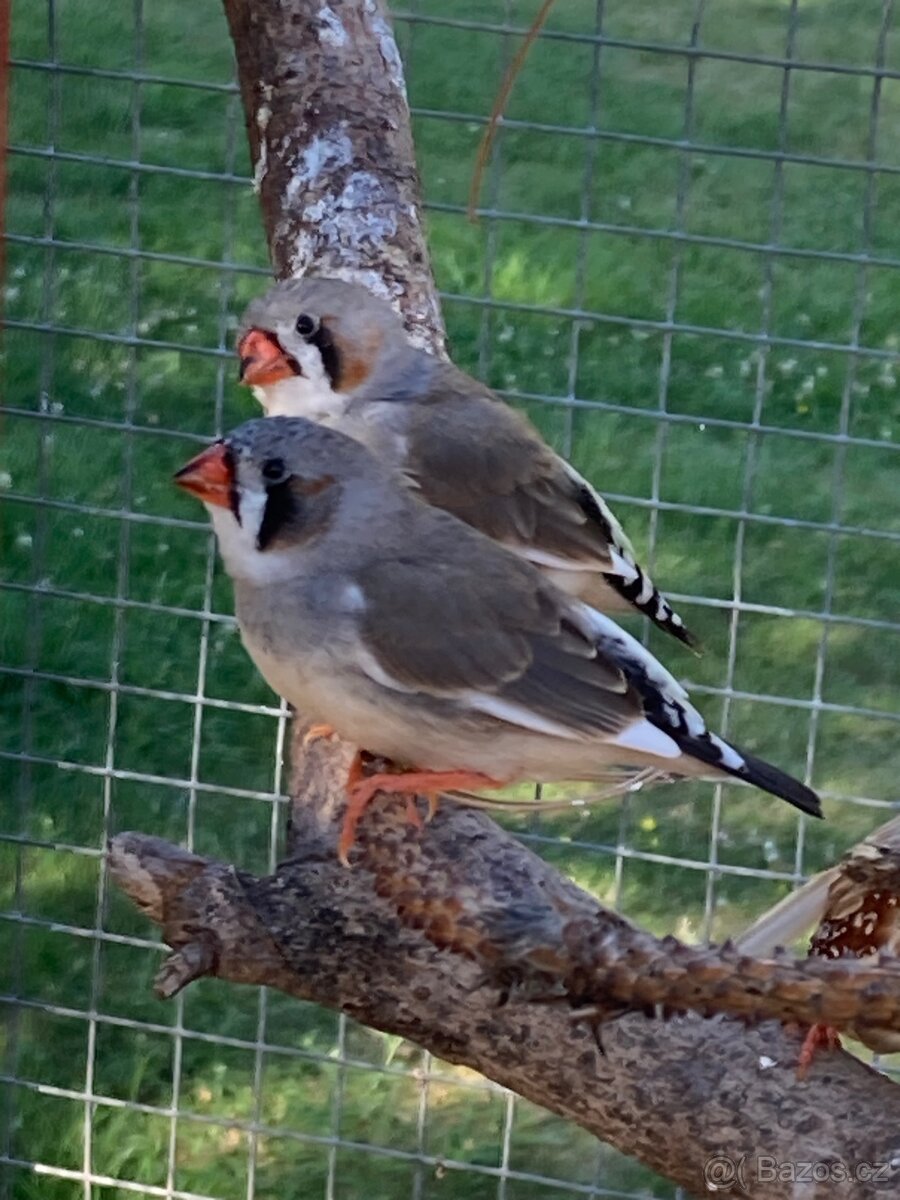 Zebřička pestrá