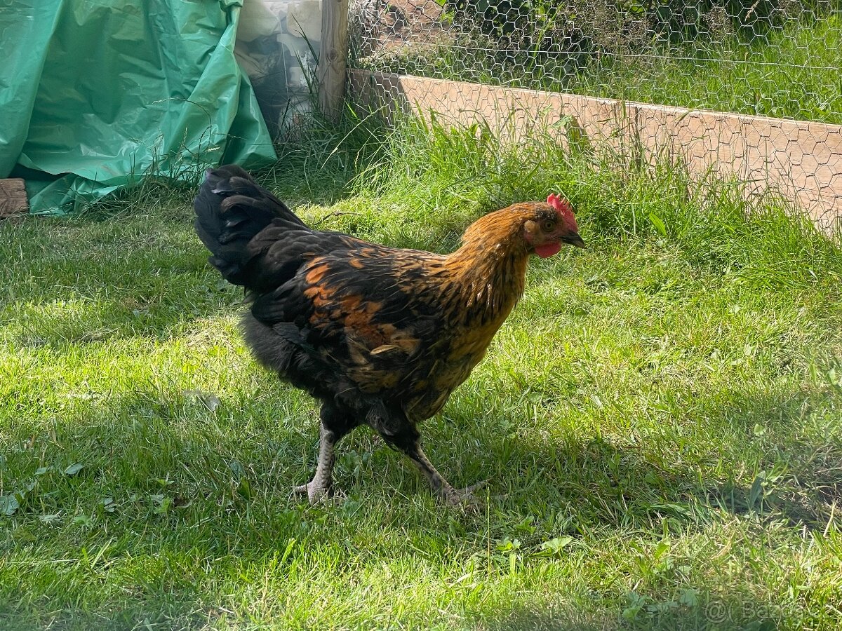 Mladý maranský kohoutek