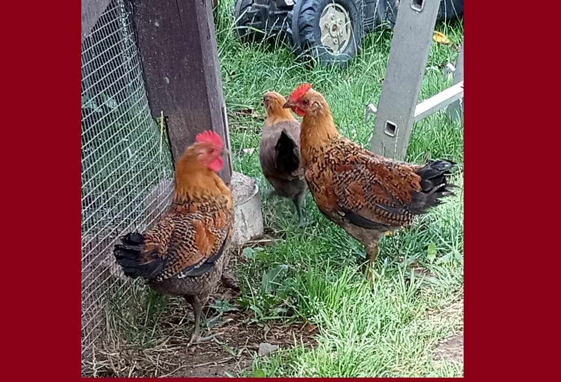 Česká zlatá kropenka - kohouti