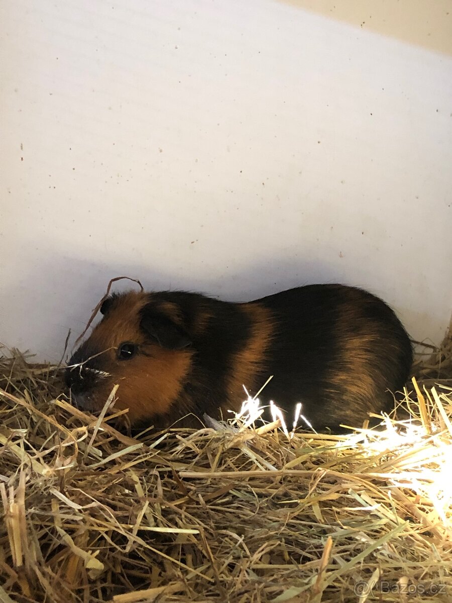 Morče, morčata - rozeta, hladkosrsté