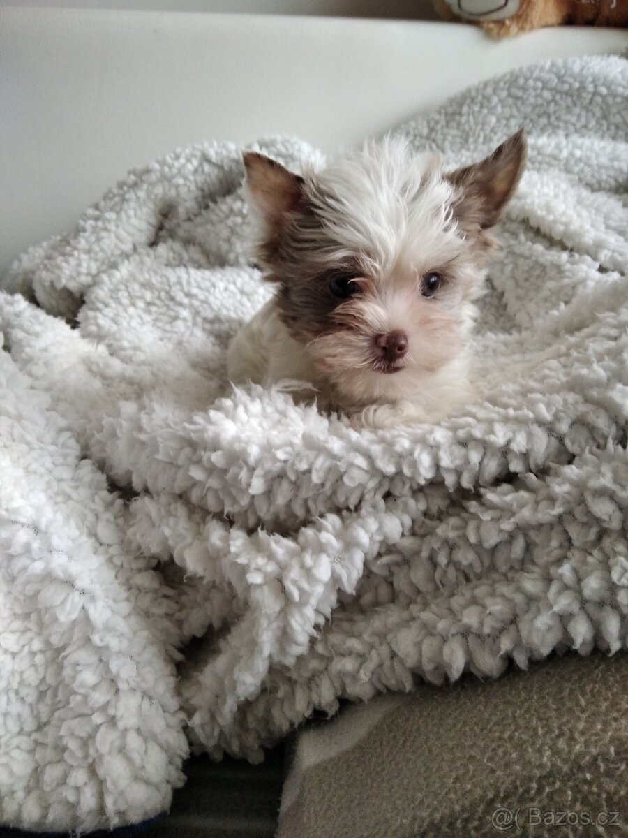 Jorkšírský teriér