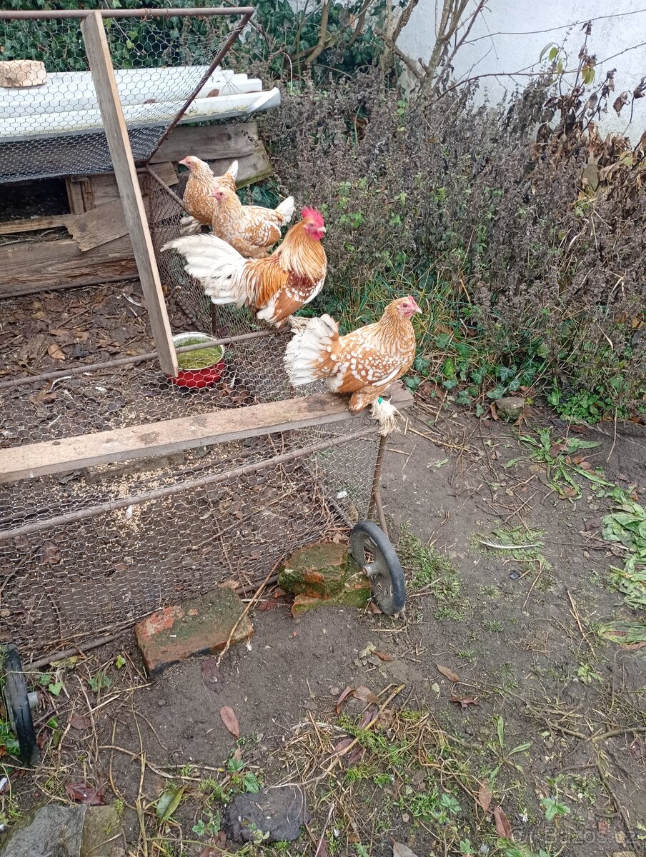 Prodám 1,1 rousná zakrslá žlutá bíle tečkovaná