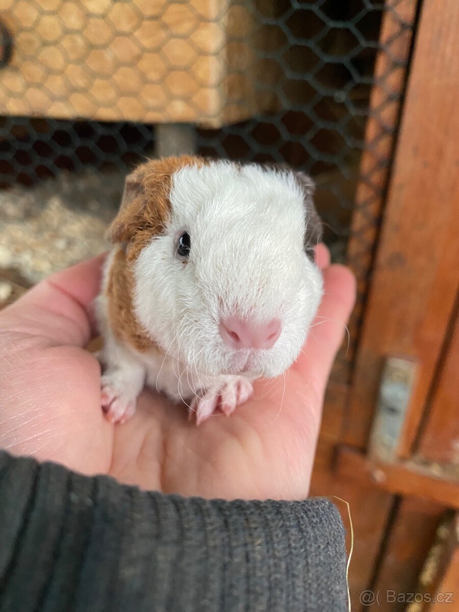 Morčátko sameček TEDDY