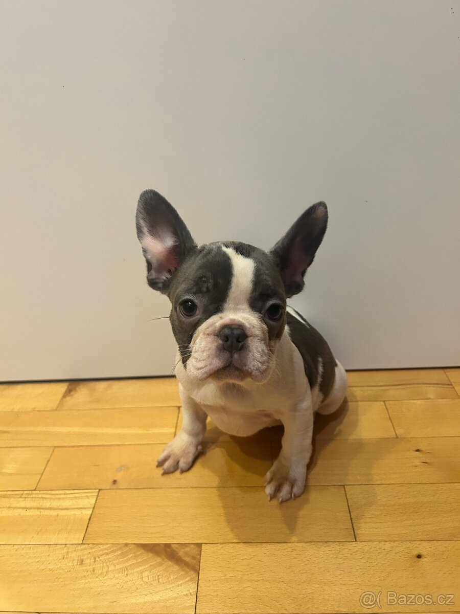 Francouzský buldoček – rozkošná štěňátka (fenka a pejsek)