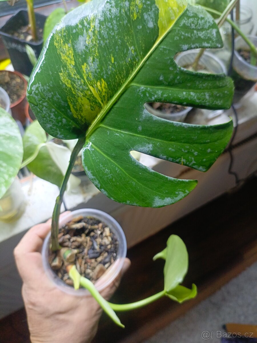 Monstera aurea