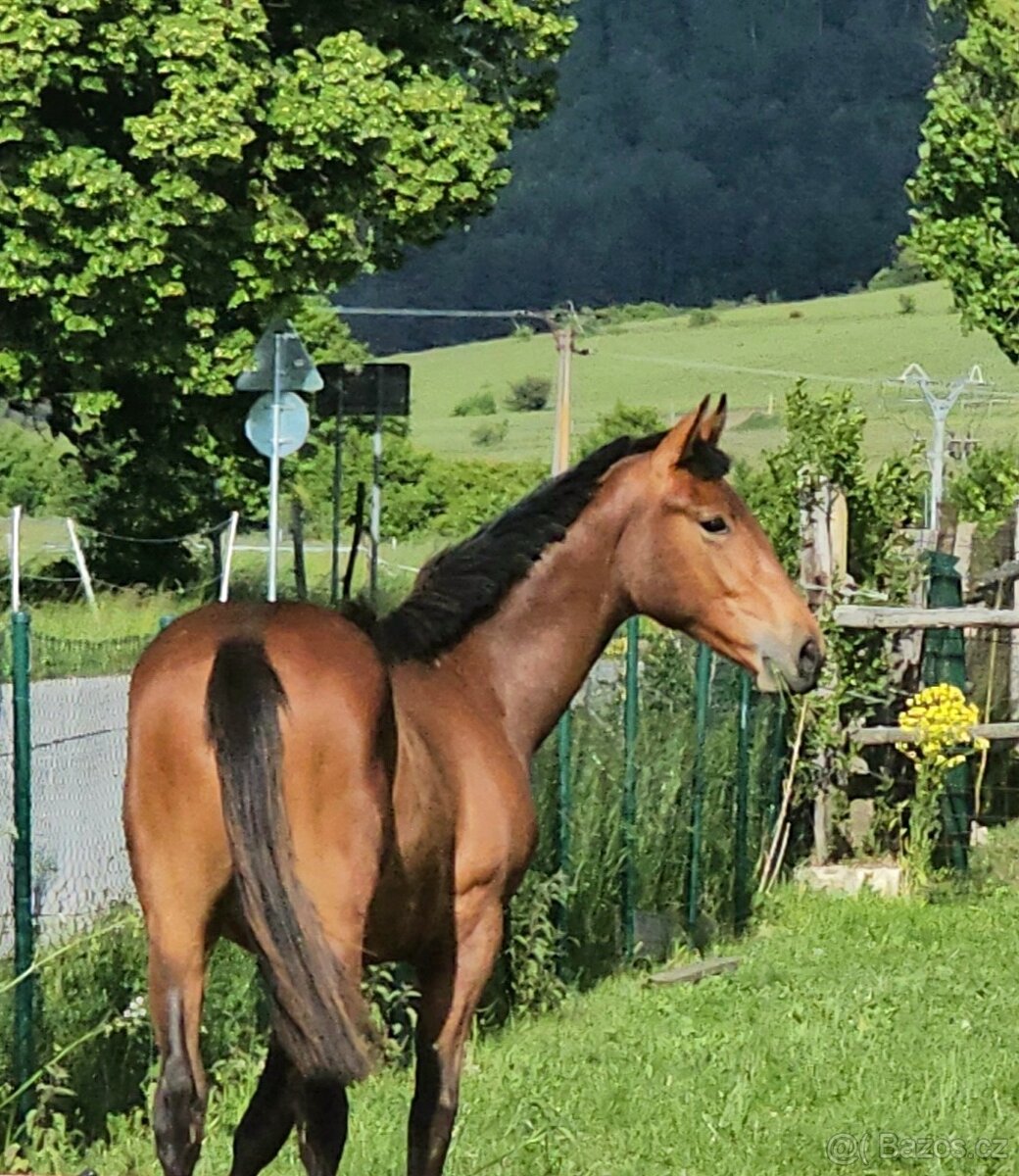 Valach