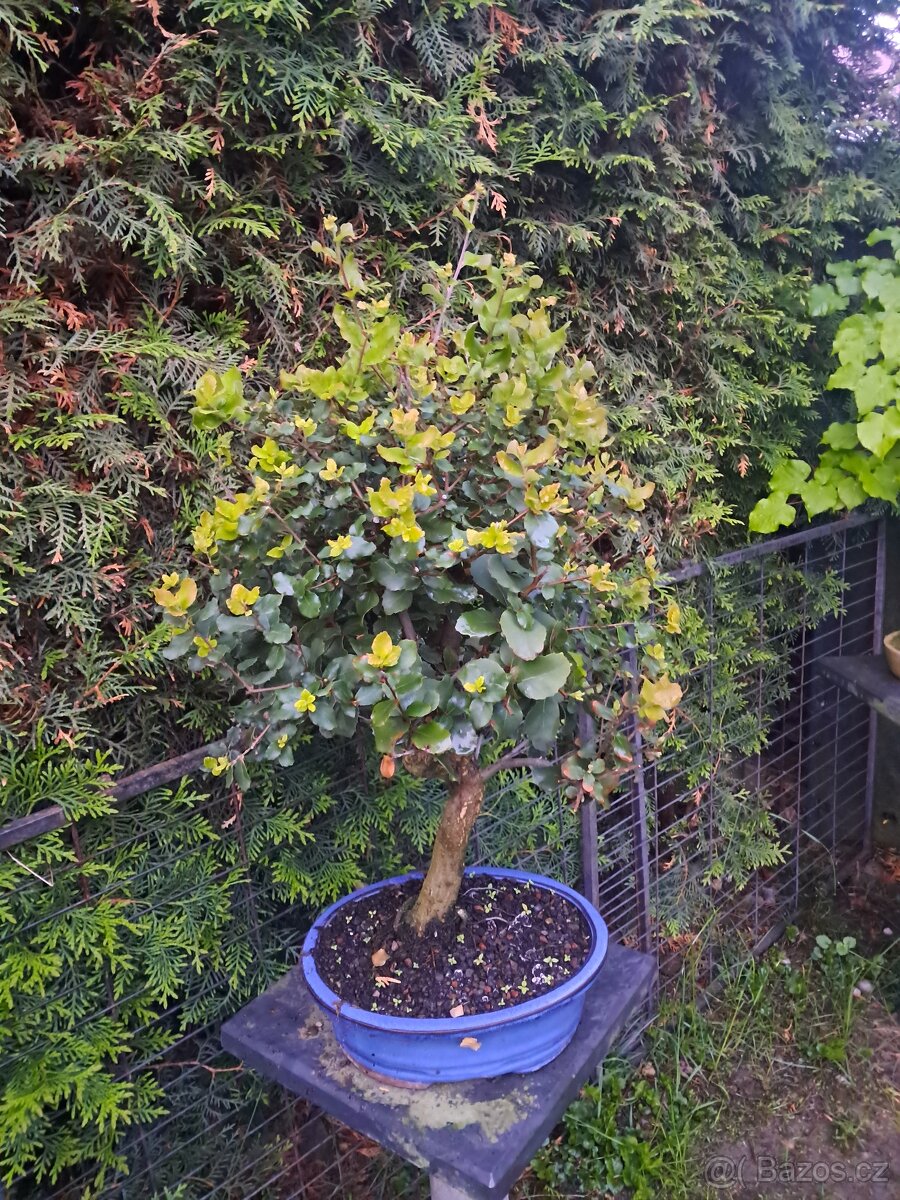 Bonsai,bonsaj Dub