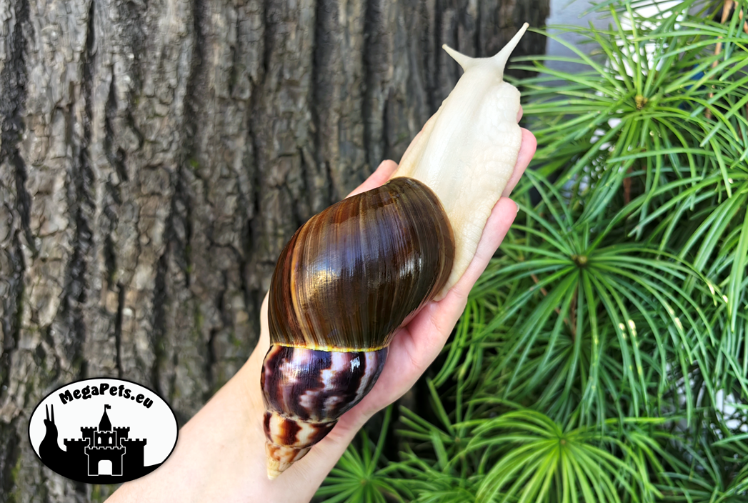 Africký šnek Lissachatina fulica albino body Snails