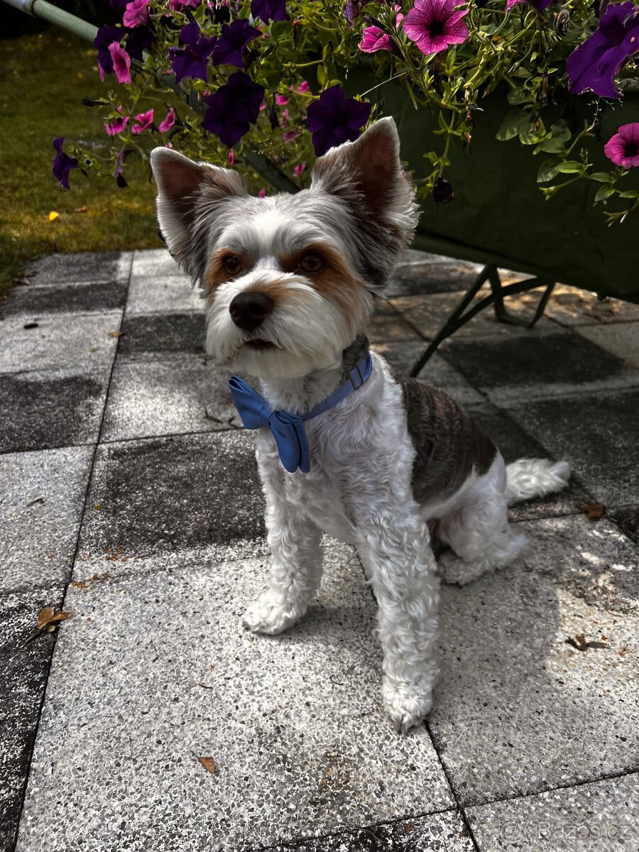 Yorkshire Terrier Biewer - krytí