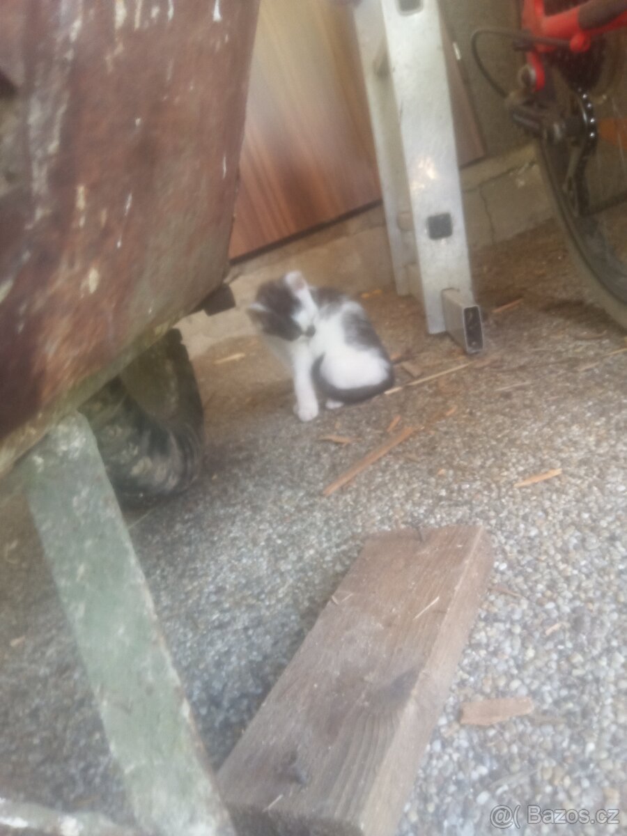 Kočička kocourek daruji