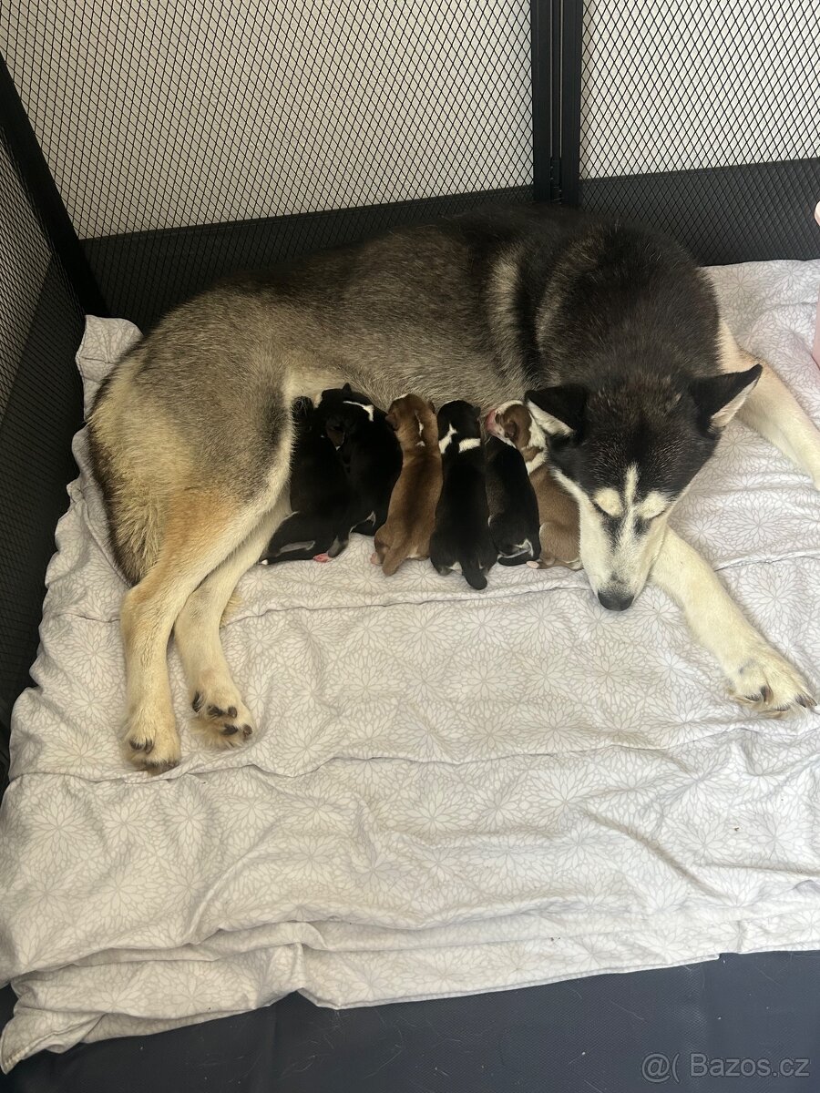 🐾 ŠTĚŇÁTKA HUSKY NA PRODEJ – HLEDÁME MILUJÍCÍ DOMOVY ❤️