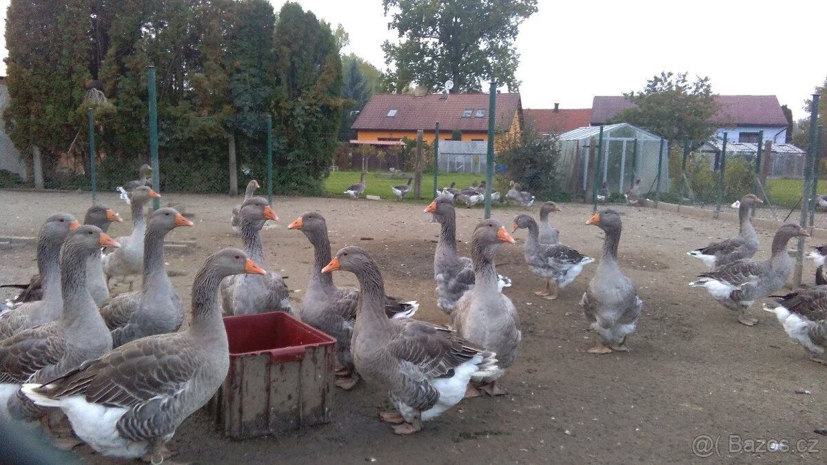Domácí Martinské husy