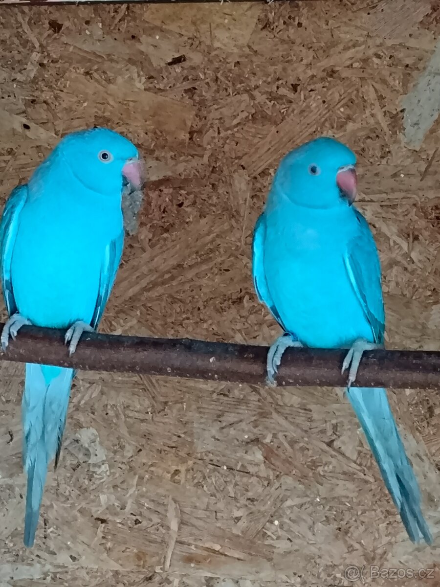 Alexandr malý, modrý