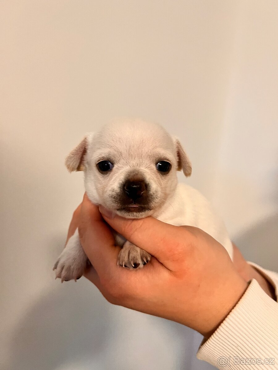 Čivava krátkosrstá štěňátka chlapec