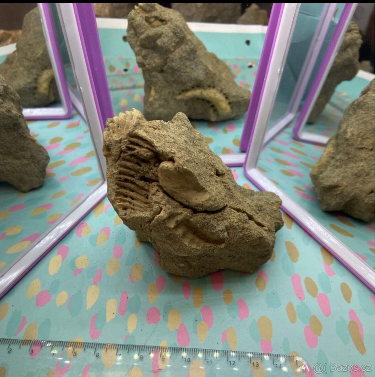 Zkameněliny - fosilie