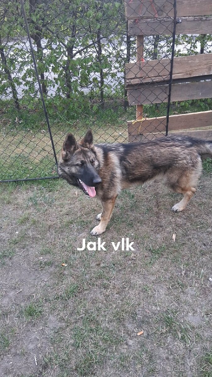 Nemecky ovcak fenka
