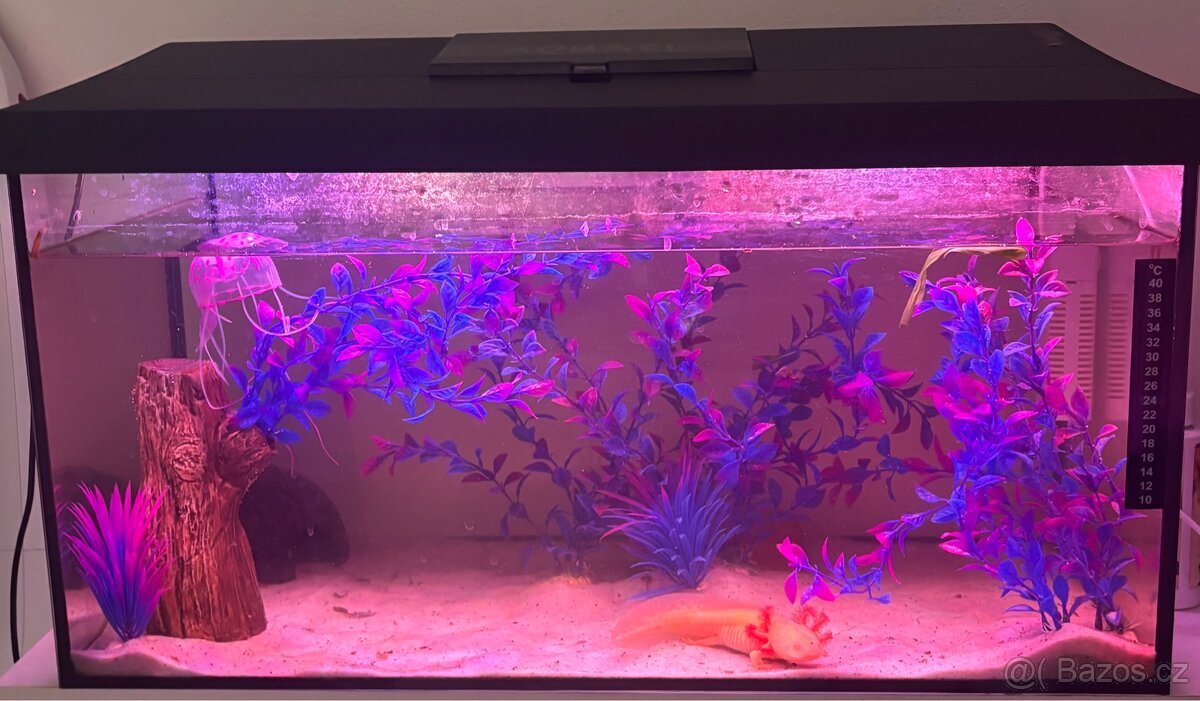 Axolotl + akvarium SPĚCHÁ
