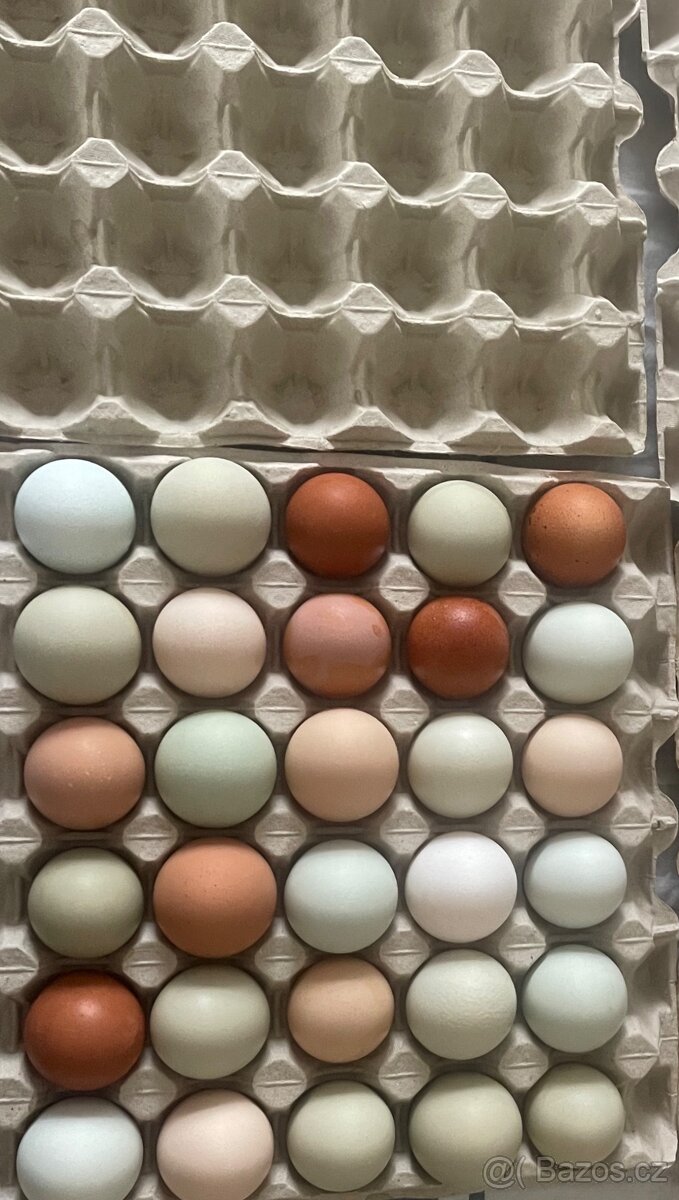 Prodám násadová vejce dvorkový mix