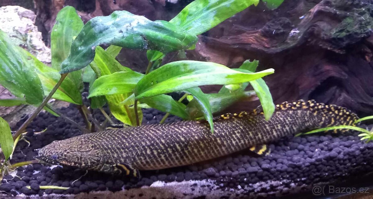 Bichir pruhoploutvý