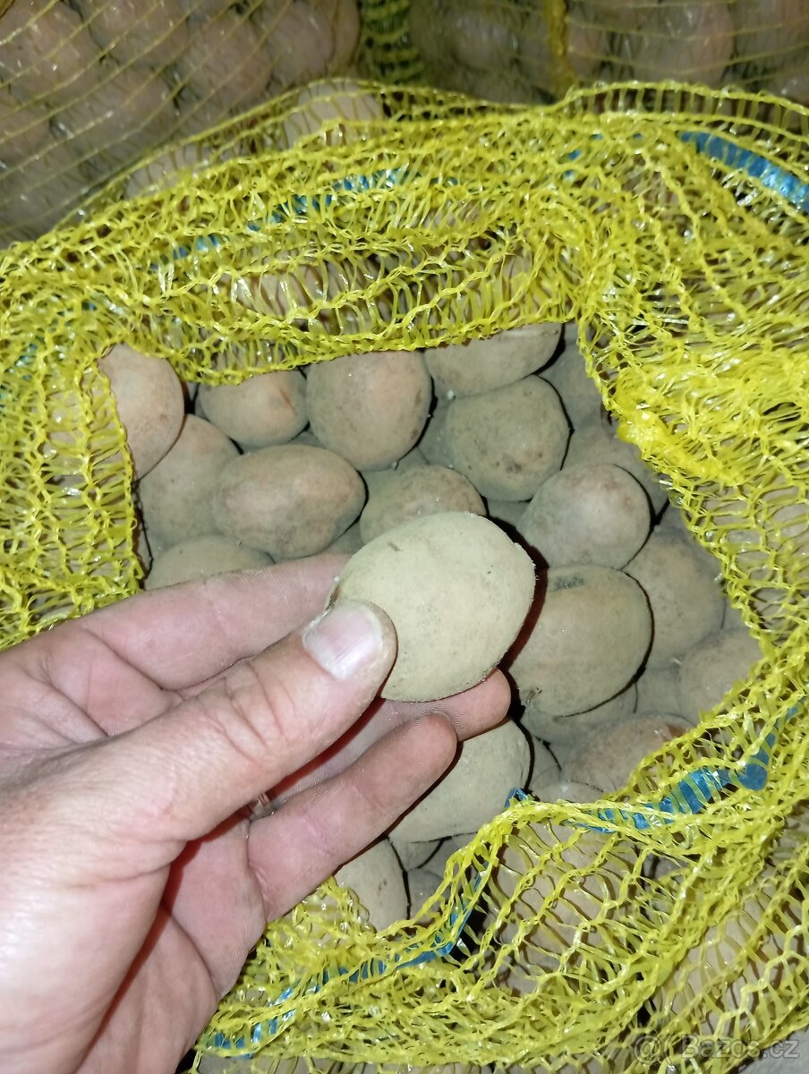 Prodám sadbové brambory odrůda POCAHONTAS