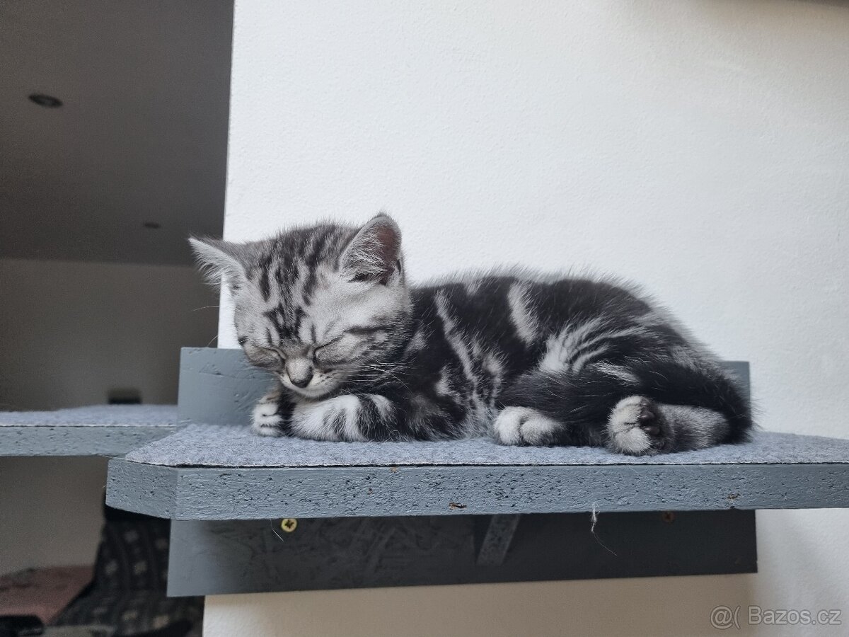 Britská kočka Whiskas