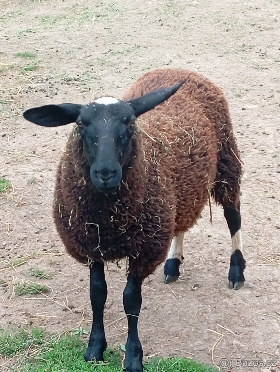 východofríské ovce