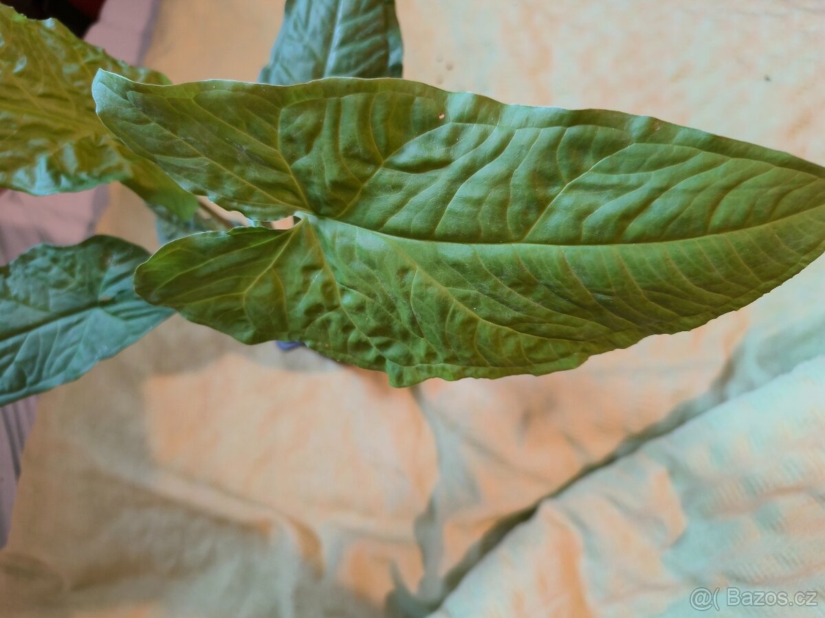 Syngonium Steyermarkii