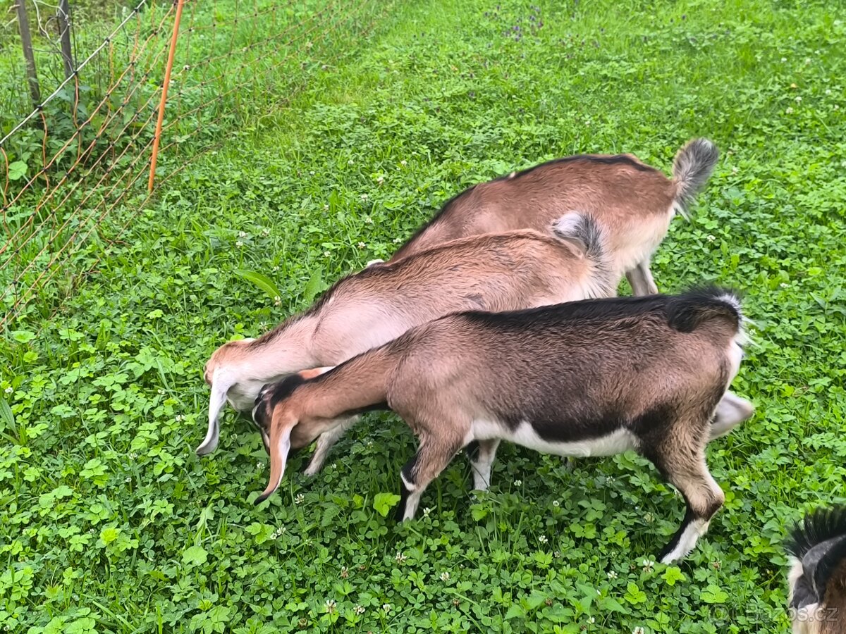 Prodám kozičky do chovu An