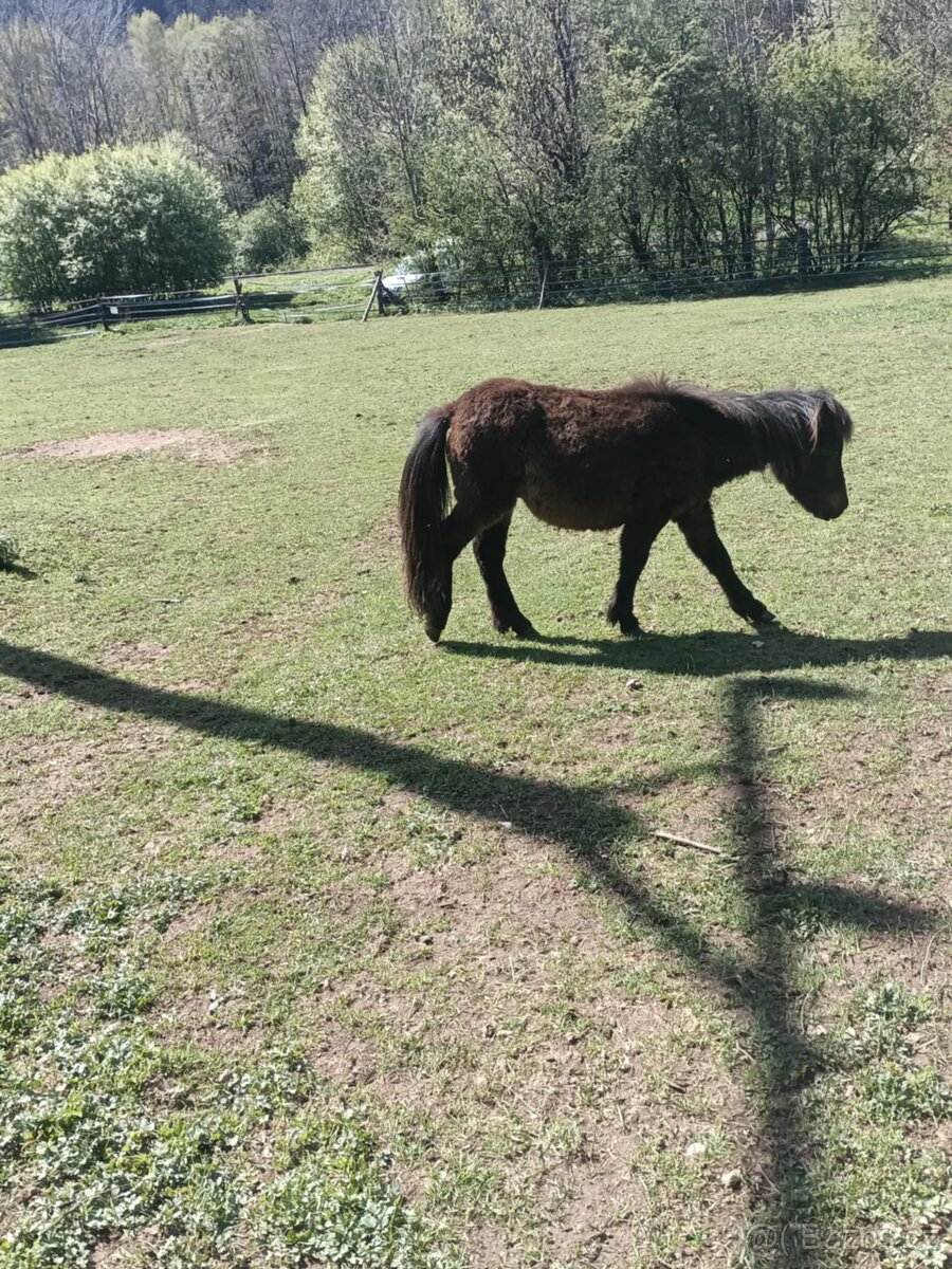 Hříbě