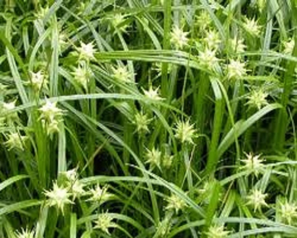 Ozdobná travina Carex Greyi, sazenice