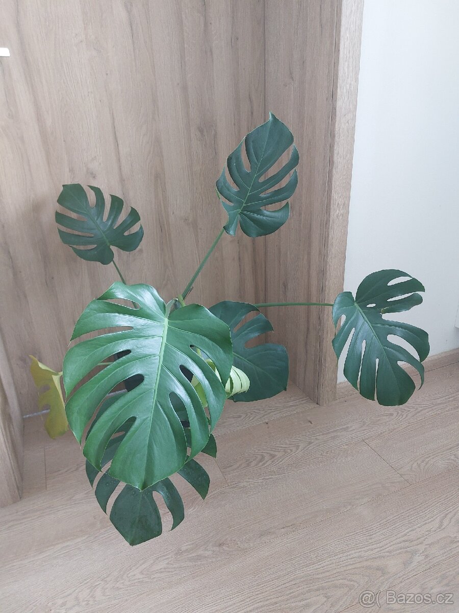 Monstera deliciosa, pokojová rostlina